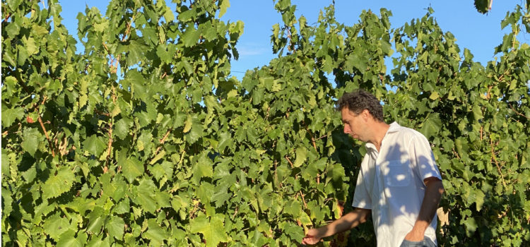 In cantina: Lupinc a Prepotto (TS) e la Vitovska Matej Lupinc vignaiolo a Prepotto